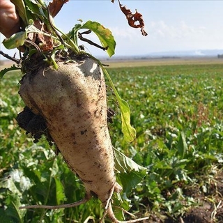 "Şeker pancarı üretimini kısıtlamayacağız"
