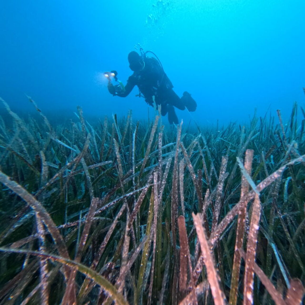 Göcek'te ekilen deniz çayırları hayata tutundu