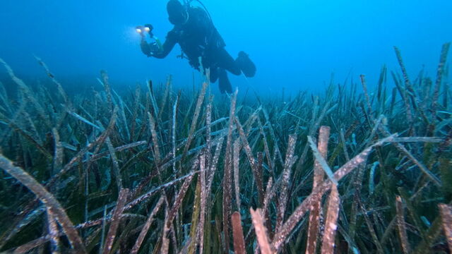 Göcek'te ekilen deniz çayırları hayata tutundu