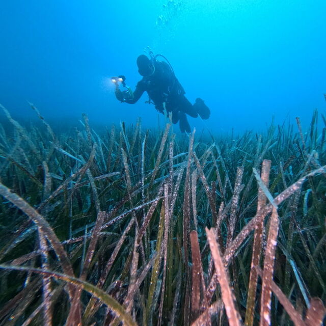 Göcek'te ekilen deniz çayırları hayata tutundu