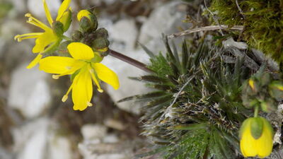 Kastamonu'da keşfedildi! Bitki florasına kaydedildi
