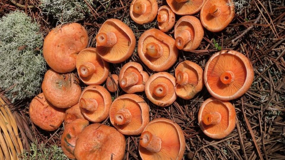 Sonbaharda mantar zehirlenmelerine dikkat!