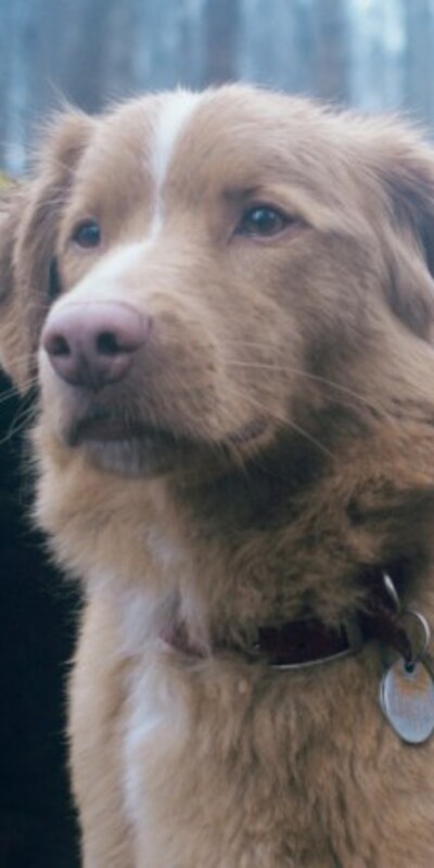 Filmin köpek yıldızı Oscar istiyor