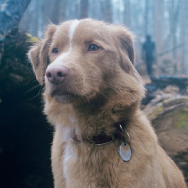 Filmin köpek yıldızı Oscar istiyor