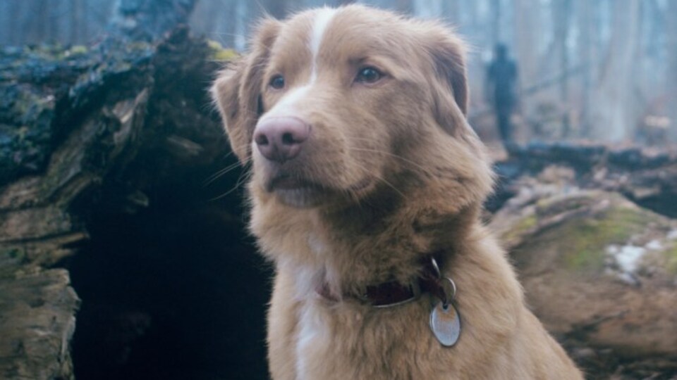 Filmin köpek yıldızı Oscar istiyor