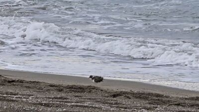 Yer Hatay! Sahilde beslenirken görüntülendi