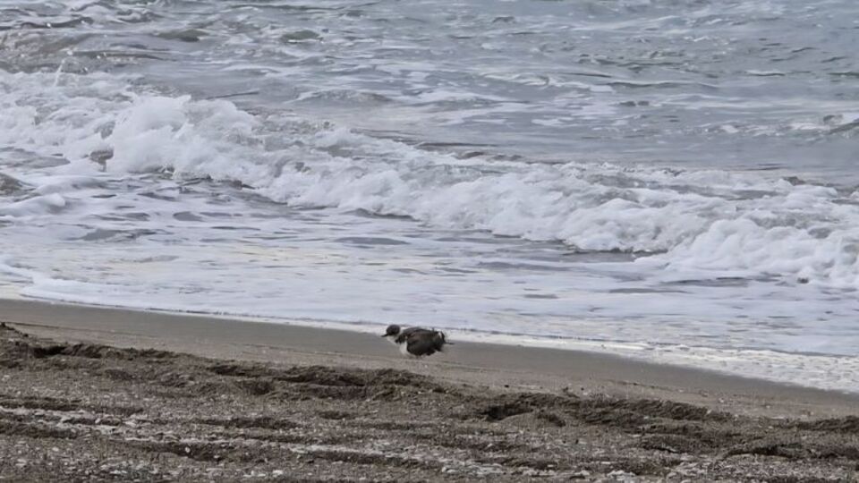 Yer Hatay! Sahilde beslenirken görüntülendi
