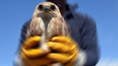 Kars'ta kaçak ava 1.1 milyon lira ceza