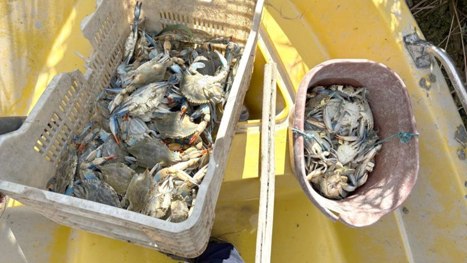 Mavi yengeç avlayan 2 kişi yakalandı | Son dakika haberleri