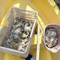 Mavi yengeç avlayan 2 kişi yakalandı