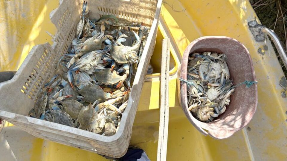 Mavi yengeç avlayan 2 kişi yakalandı