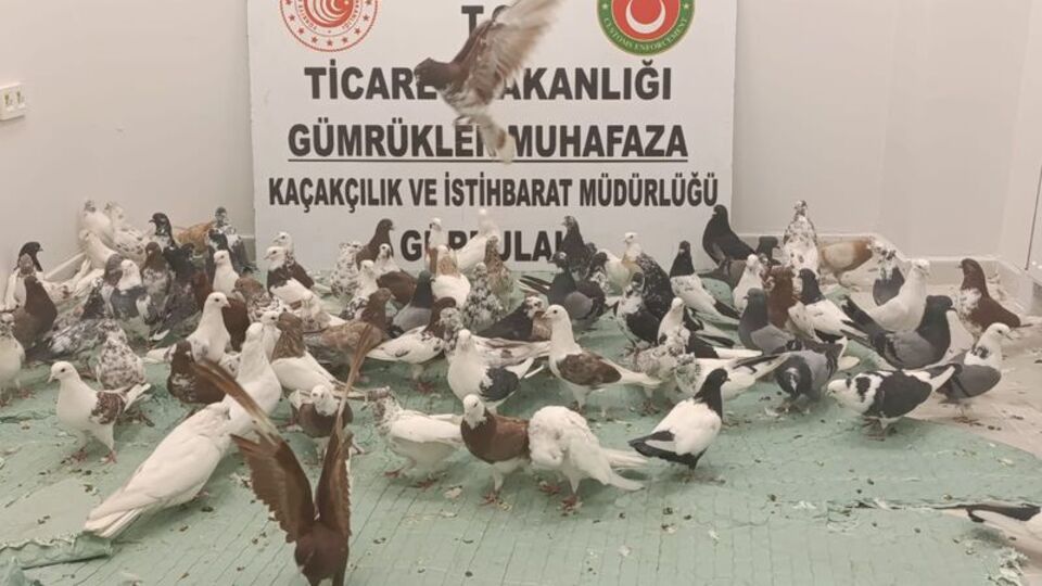 Gümrükte ele geçirildiler, hepsi 'cancan' cinsi