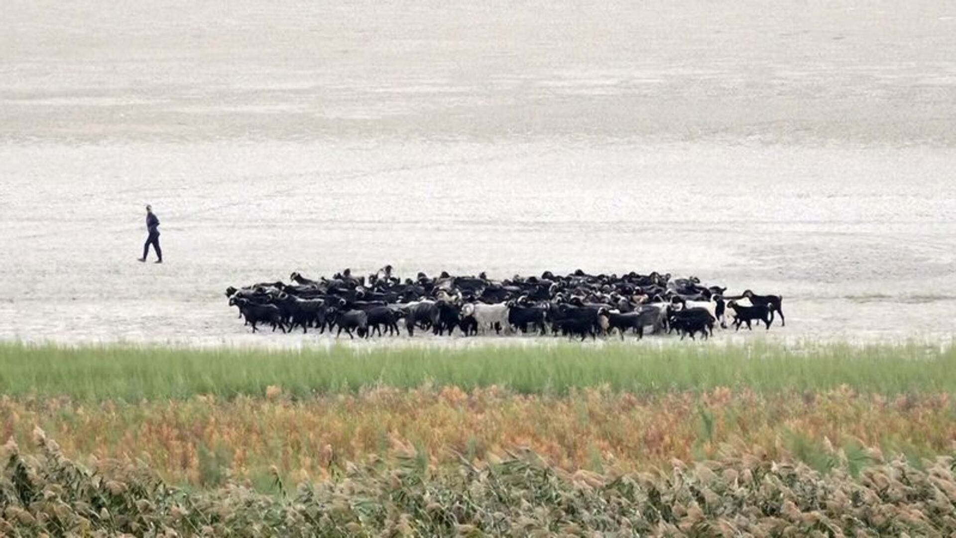 Kuraklık Eğirdir'i ikiye böldü: Hayvanların otlağı oldu | Son dakika haberleri