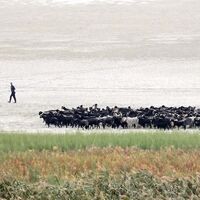 Kuraklık Eğirdir'i ikiye böldü: Hayvanların otlağı oldu