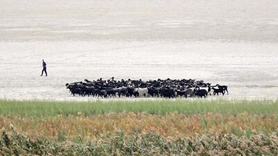 Kuraklık Eğirdir'i ikiye böldü: Hayvanların otlağı oldu