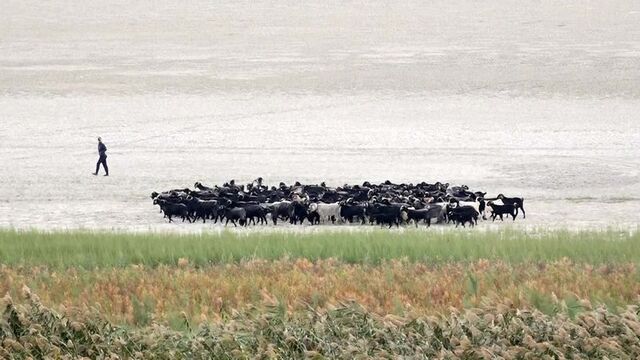 Kuraklık Eğirdir'i ikiye böldü: Hayvanların otlağı oldu