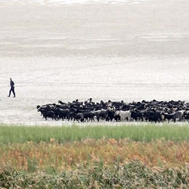 Kuraklık Eğirdir'i ikiye böldü: Hayvanların otlağı oldu