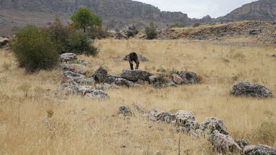 150 dönüme yayılmış! Adıyaman kırsalında bulundu