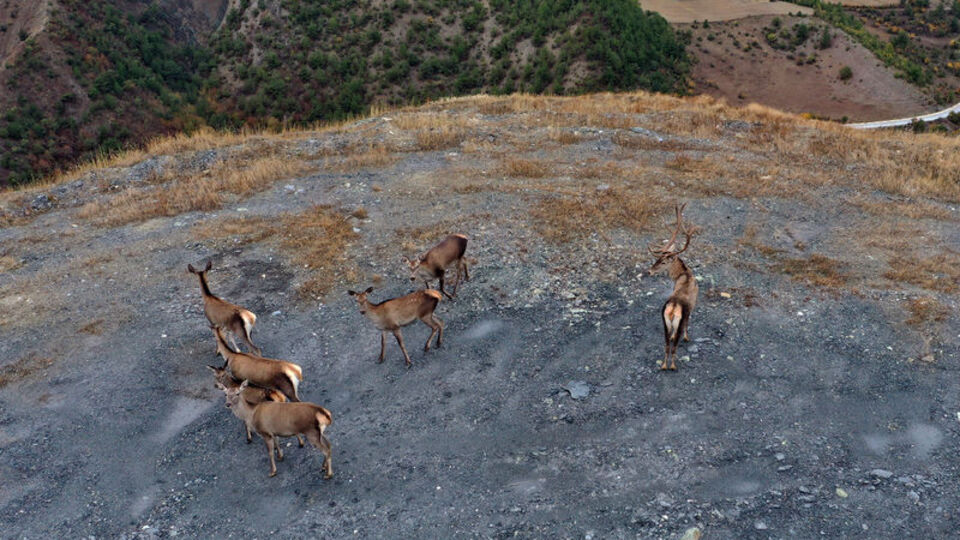 Kastamonu'da sürü halinde görüntülendiler