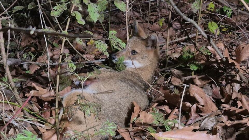 Yaralı tilkiyi yalnız bırakmadılar