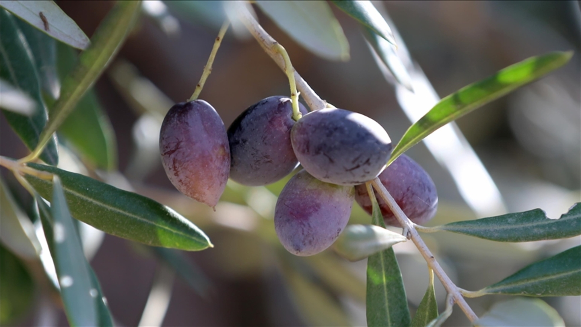 Antalya Ticaret Borsası (ATB) Başkanı Ali Çandır: Zeytin rekoltesinde yüzde 30 düşüş olacağını düşünüyoruz - İş-Yaşam Haberleri