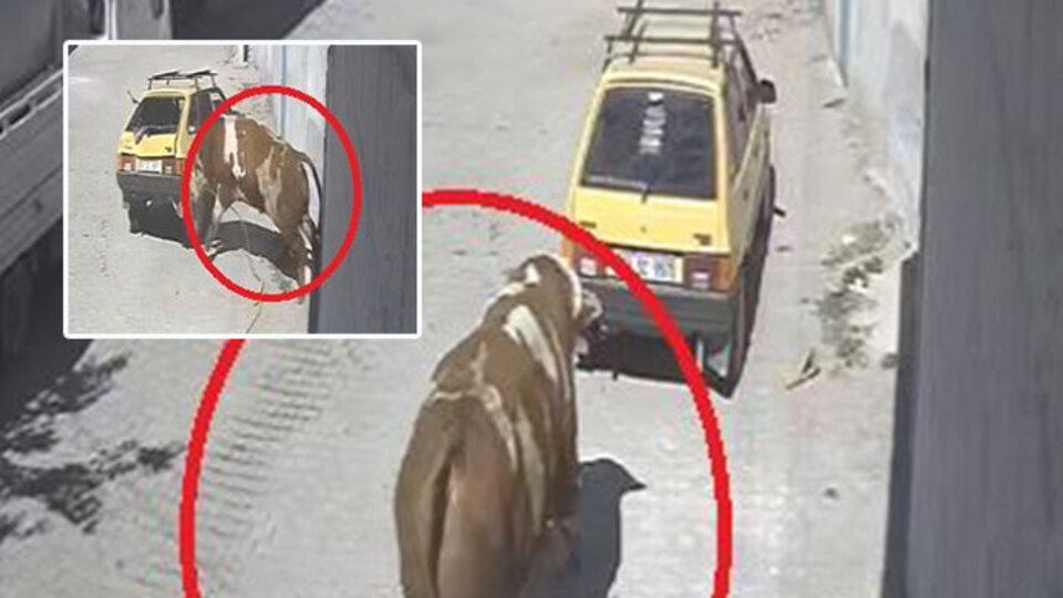 Kaçan boğanın otomobille imtihanı kamerada!