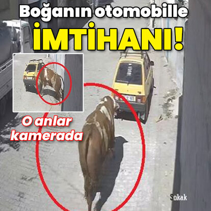 Kaçan boğanın otomobille imtihanı kamerada!