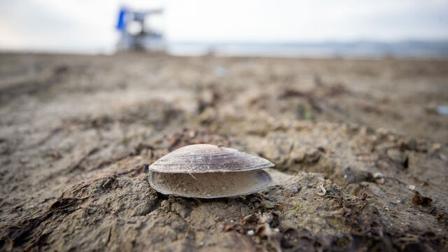 Tarihinin en düşük seviyesine geriledi