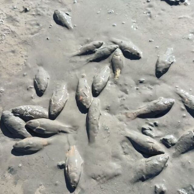 Su seviyesi dip yaptı: Balıklar öldü