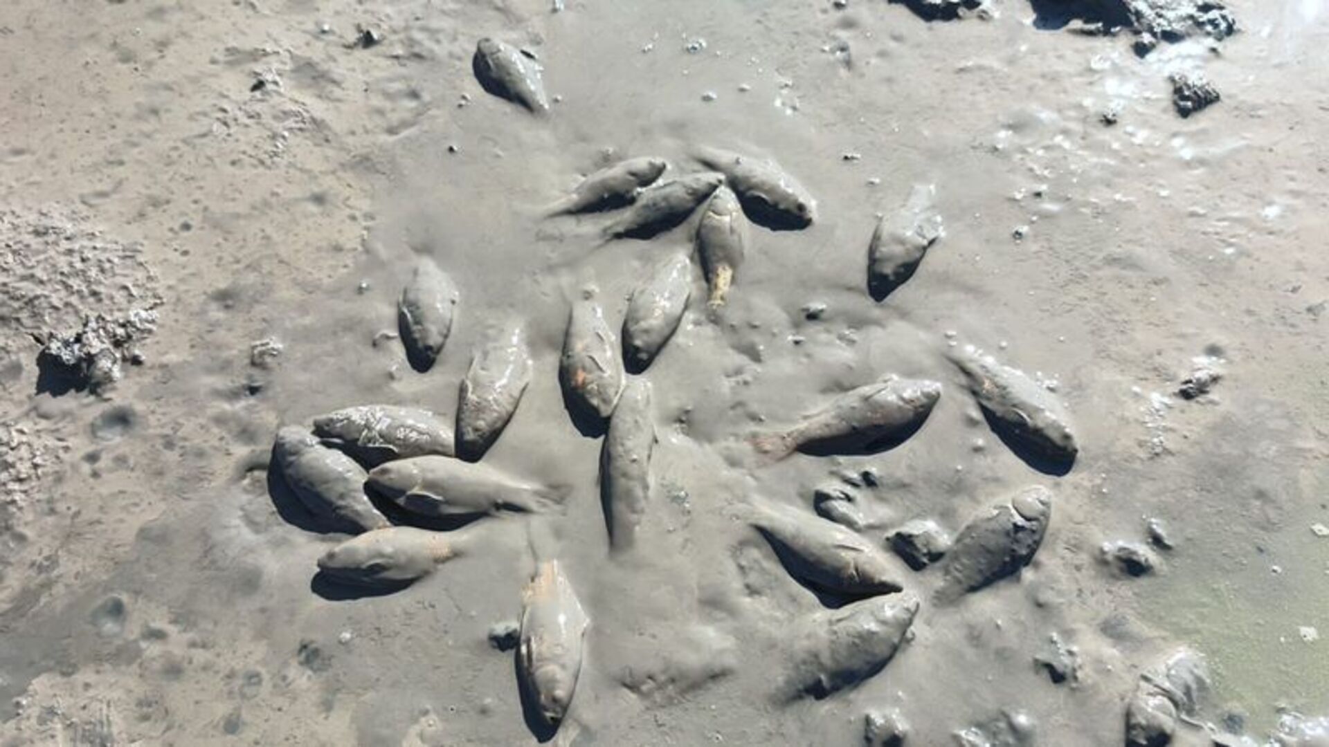 Kuraklık Felaketi: Göl Kurudu, Binlerce Balık Ölüme Terk Edildi!