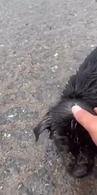 Yavru köpeği böyle kurtardı