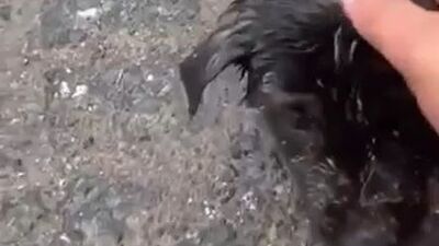 Yavru köpeği böyle kurtardı