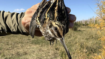 "Görülmesi çok zor" Iğdır'da halkalandı