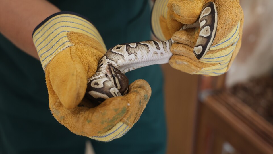 Cebinde akrep değil, piton çıktı!