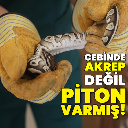 Cebinde akrep değil, piton çıktı!