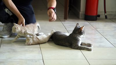 Kedilere nafaka verecek