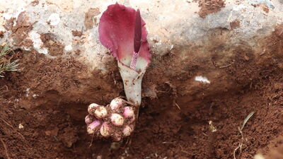 Mantar toplarken buldu! "Zehirli bir bitki"