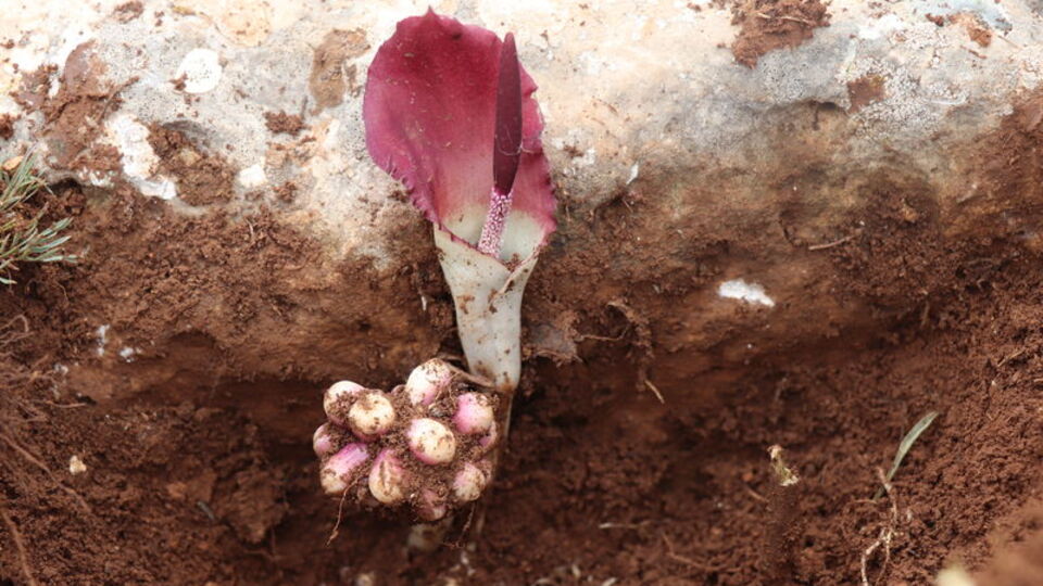 Mantar toplarken buldu! "Zehirli bir bitki"