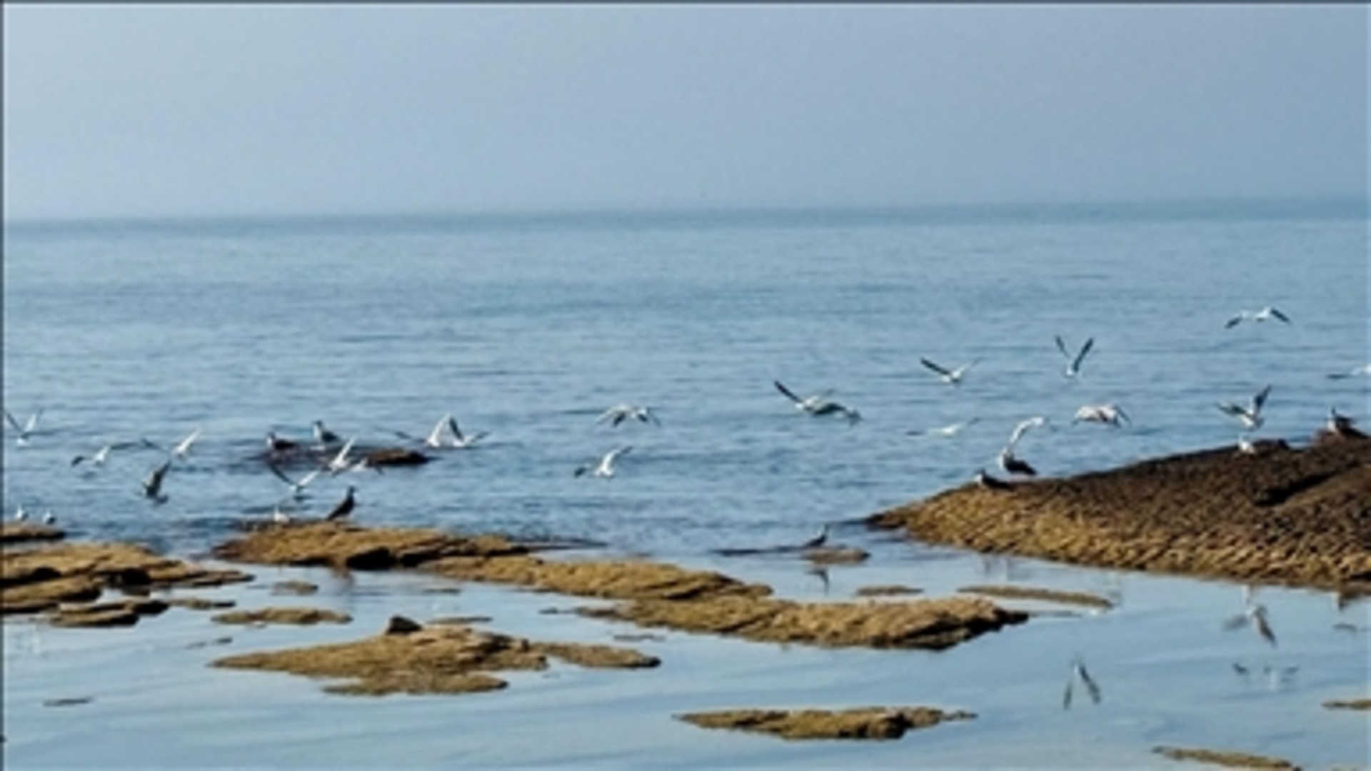 Aral Gölü nerede? Aral Gölü hangi şehirde, ülkede? htnrd