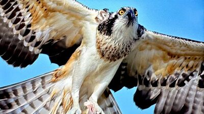 Suya dalabilen tek yırtıcı kuş Uluabat Gölü'nde!