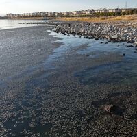 Van Gölü'nde yosun tabakası oluştu