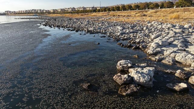 Van Gölü'nde yosun tabakası oluştu