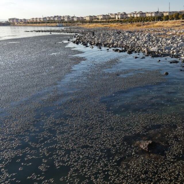 Van Gölü'nde yosun tabakası oluştu