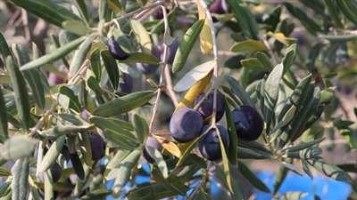 UZZK zeytin ve zeytinyağı rekolte tahminini açıkladı