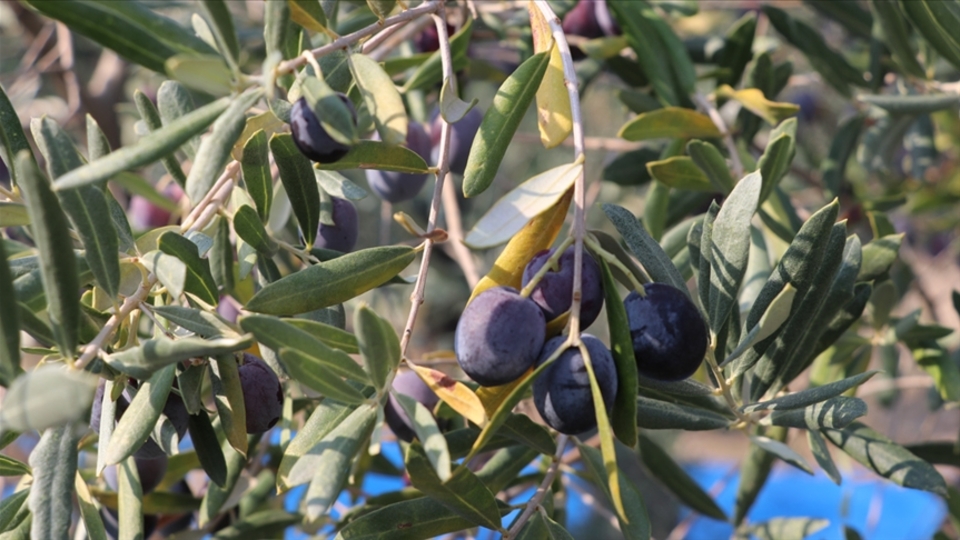 UZZK zeytin ve zeytinyağı rekolte tahminini açıkladı