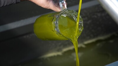 'Ayvalık zeytinyağı'nda sahtecilik