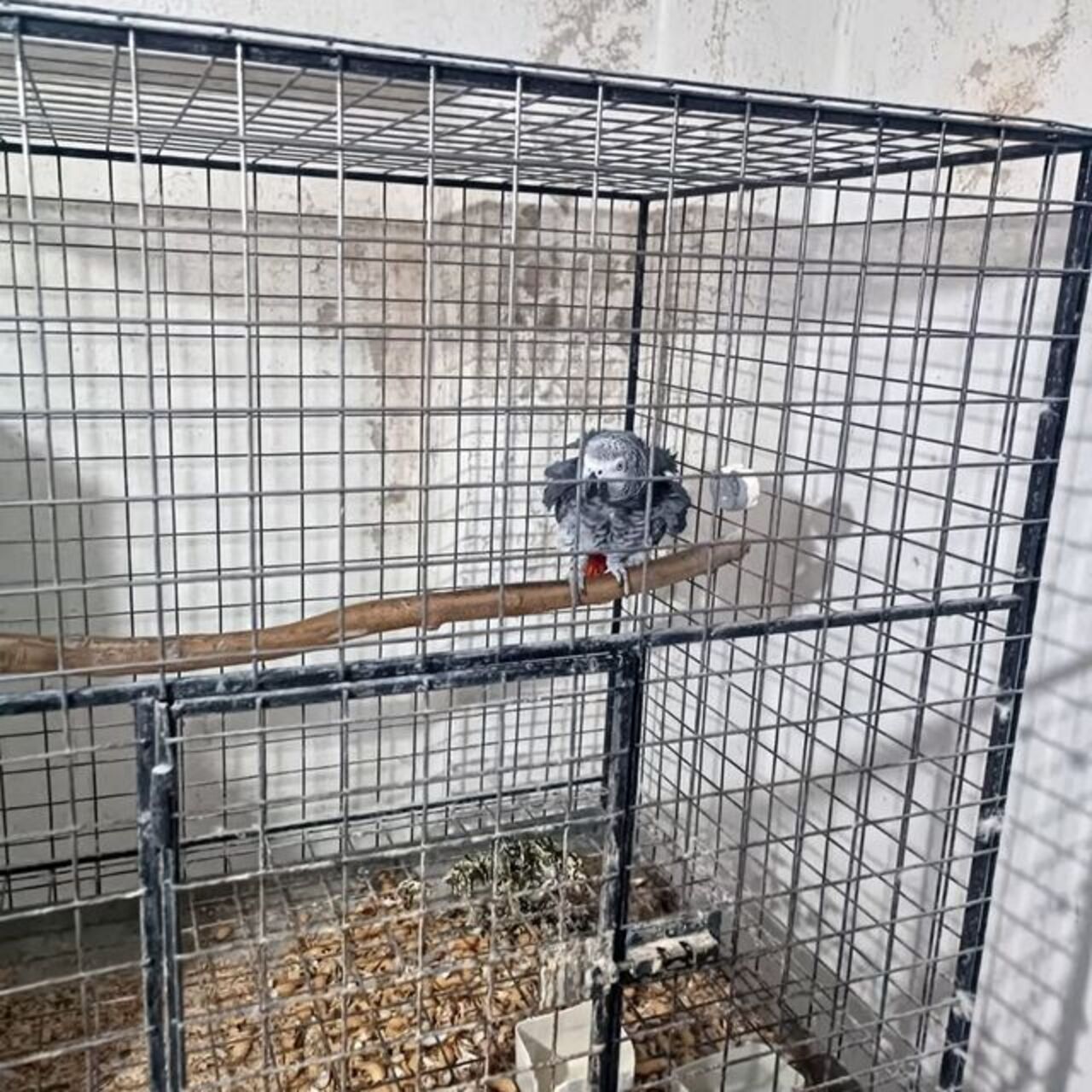 Tekirdağ'da papağan operasyonu