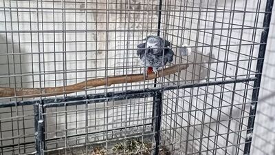 Tekirdağ'da papağan operasyonu