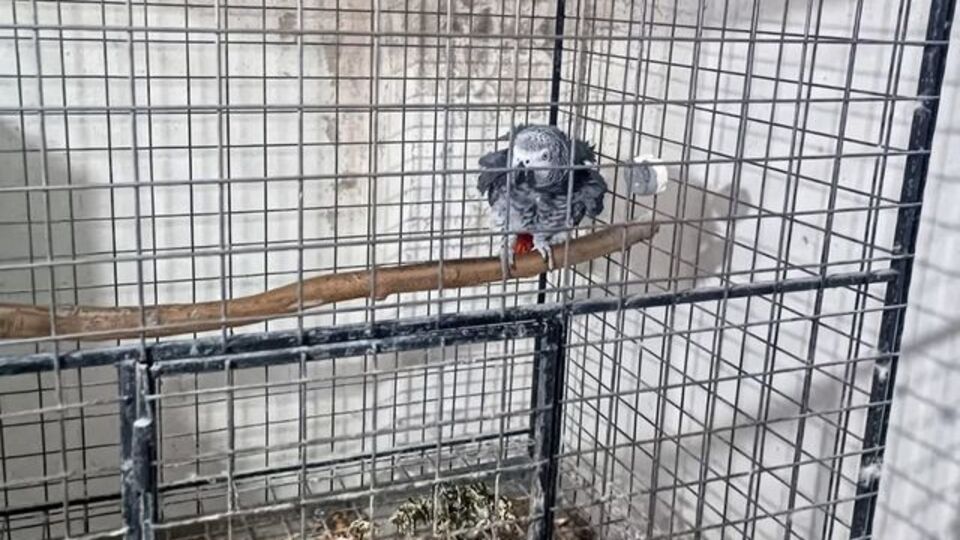 Tekirdağ'da papağan operasyonu