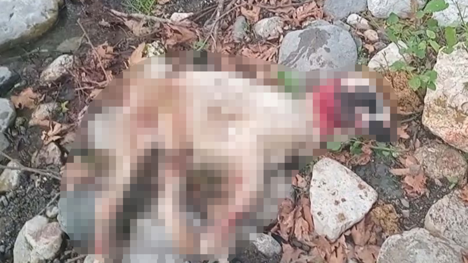 Başıboş köpekler sürüye saldırdı